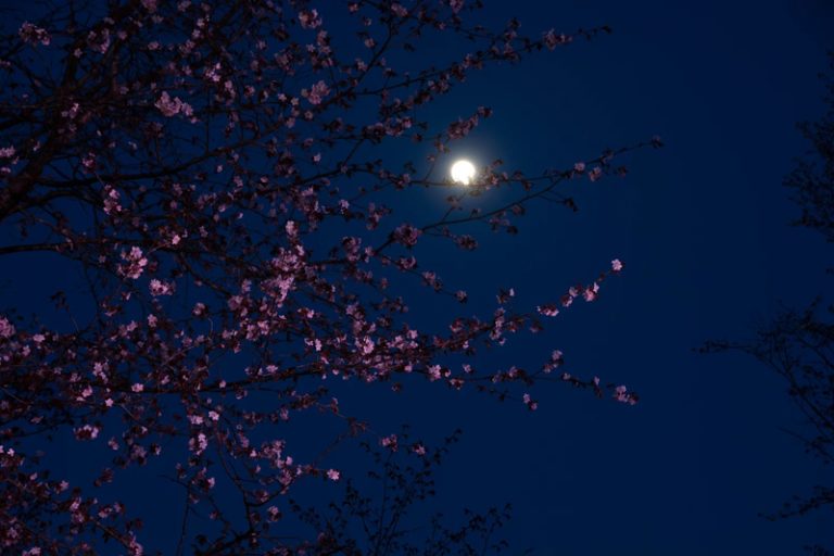 Lua Rosa de abril